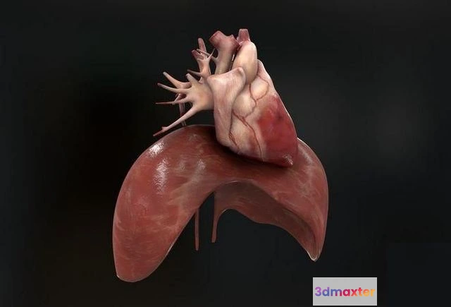1519340 - PBR Game 3D Models - Human heart and diafragma 3D Max