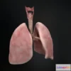 1519342 - PBR Game 3D Models - Human lungs and trachea 3D Max
