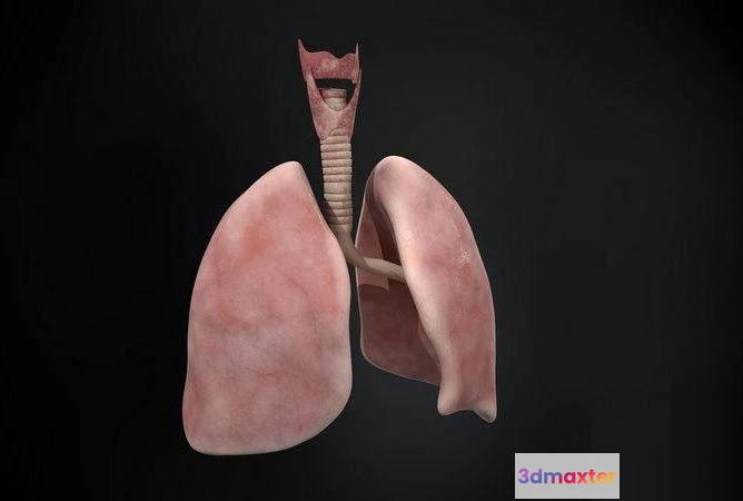 1519342 - PBR Game 3D Models - Human lungs and trachea 3D Max