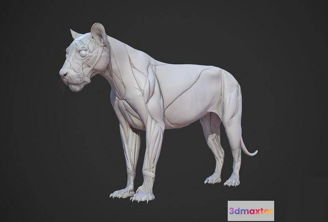 1521320 - PBR Game 3D Models - Lion Anatomy Skin Ecorche Body Base 3D Max