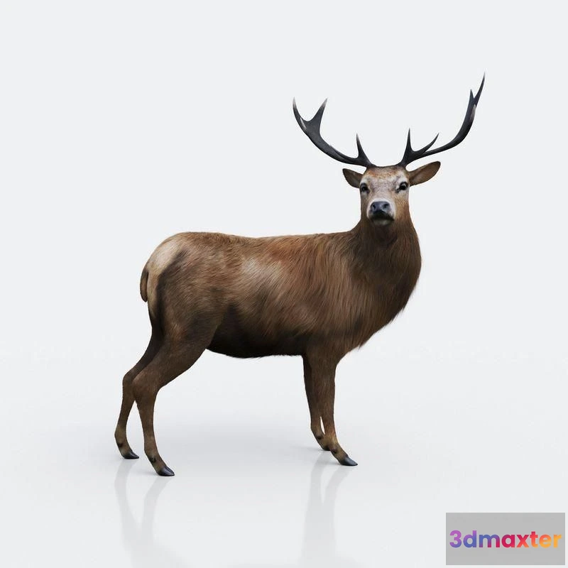 1521394 - PBR Game 3D Models - The Forest Deer 3D Max