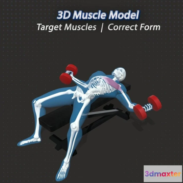 1521922 - PBR Game 3D Models - 62 Dumbbell Flys 3D Max