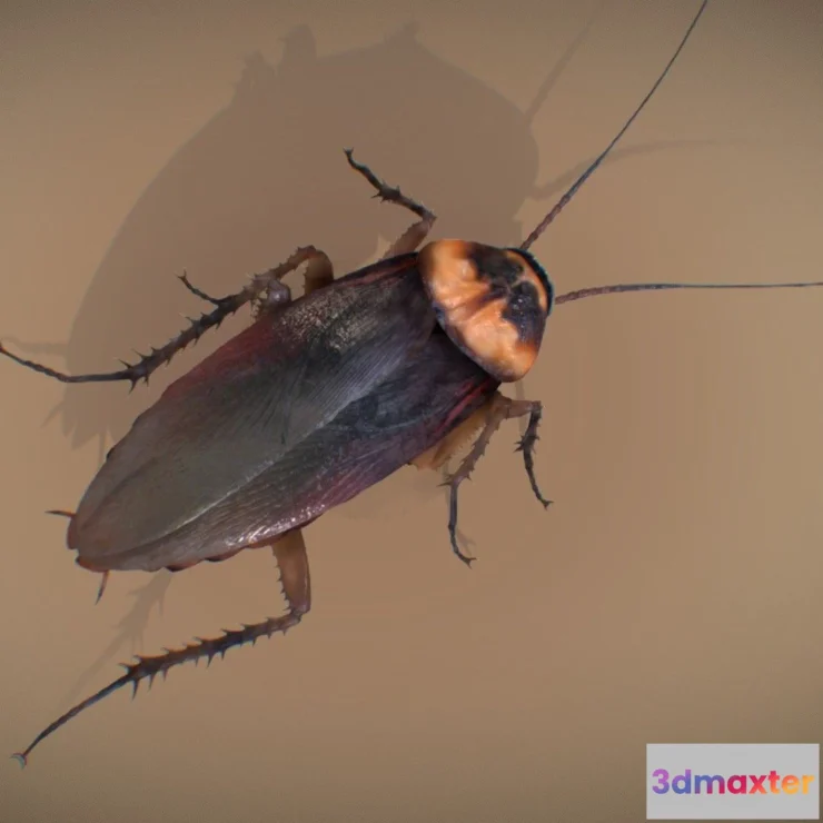 1522050 - PBR Game 3D Models - American Cockroach 3D Max
