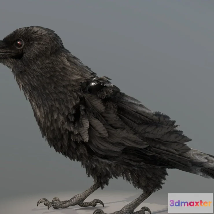 1522052 - PBR Game 3D Models - American Crow 3D Max
