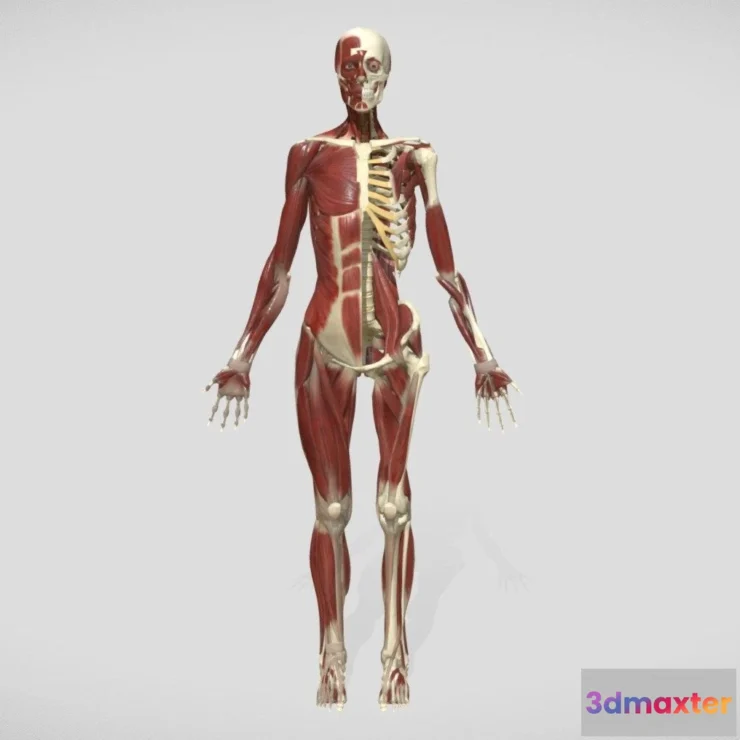 1522058 - PBR Game 3D Models - Anatomy 2019 3D Max