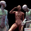 1522060 - PBR Game 3D Models - Anatomy Pose Study 3D Max
