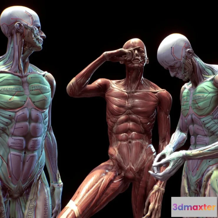 1522060 - PBR Game 3D Models - Anatomy Pose Study 3D Max