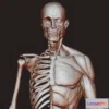 1522062 - PBR Game 3D Models - Anatomy Study 3D Max