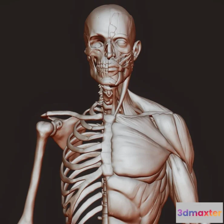 1522062 - PBR Game 3D Models - Anatomy Study 3D Max