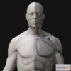 1522064 - PBR Game 3D Models - Anatomy2 3D Max