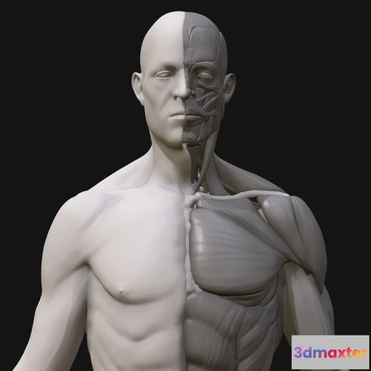 1522064 - PBR Game 3D Models - Anatomy2 3D Max