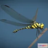 1522088 - PBR Game 3D Models - Animated dragonfly 3D Max