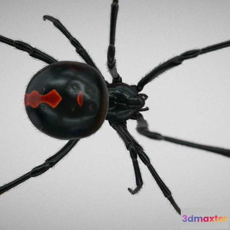1522330 - PBR Game 3D Models - Black widow spider 3D Max