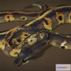 1522334 - PBR Game 3D Models - Blackhead Ball Python 3D Max