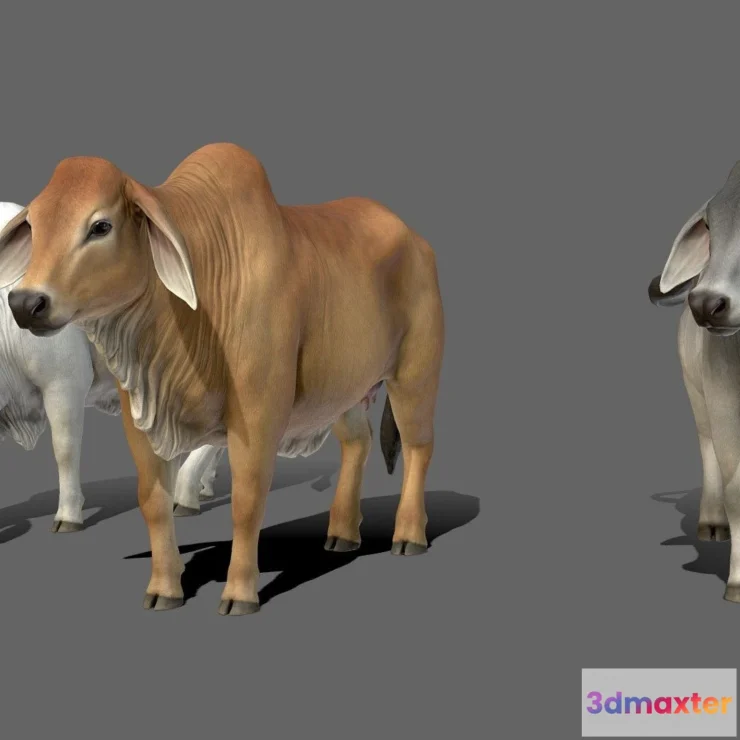 1522412 - PBR Game 3D Models - Brahman Cows 3D Max