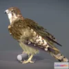 1522422 - PBR Game 3D Models - Brown Falcon 3D Max