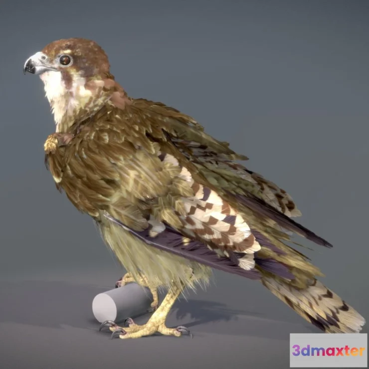 1522422 - PBR Game 3D Models - Brown Falcon 3D Max