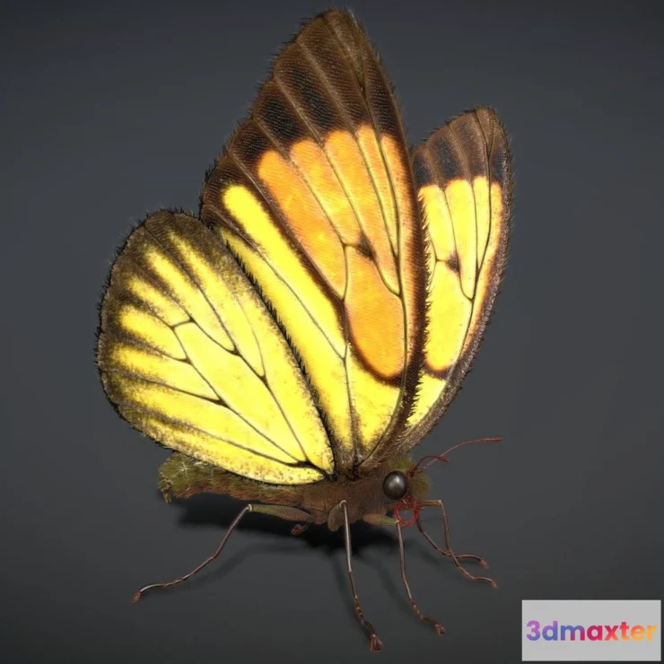 1522460 - PBR Game 3D Models - Butterfly Rigged Animated PBR 3D Max