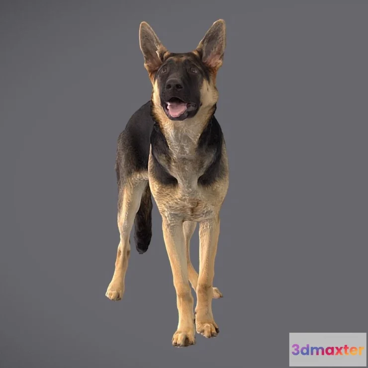 1522524 - PBR Game 3D Models - Cd Gsd Puppy Scan 3D Max
