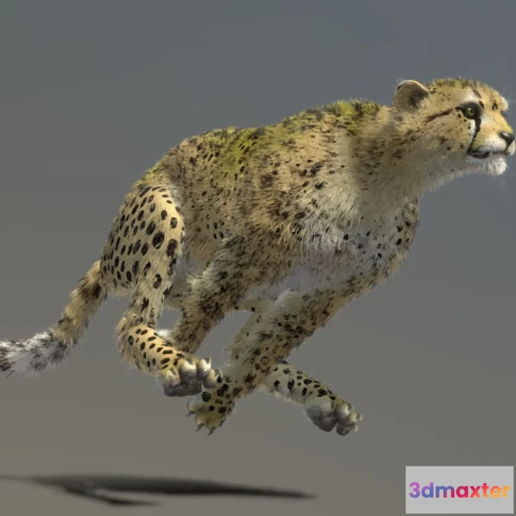 1522542 - PBR Game 3D Models - Cheetah 3D Max
