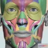 1522594 - PBR Game 3D Models - Colourcoded Head Muscle Chart 3D Max