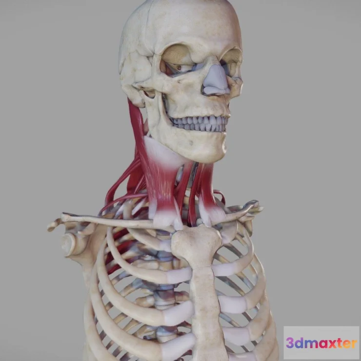 1522696 - PBR Game 3D Models - Deep Muscles Of The Neck 3D Max