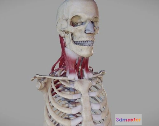 1522858 - PBR Game 3D Models - Deep Muscles Of The Neck 3D Max