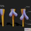 1522874 - PBR Game 3D Models - Development Of Esophagus 3D Max