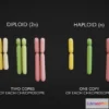 1522878 - PBR Game 3D Models - Diploid Vs Haploid 3D Max