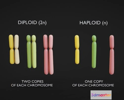 1522878 - PBR Game 3D Models - Diploid Vs Haploid 3D Max