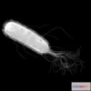 1522900 - PBR Game 3D Models - E. Coli (Escherichia Coli) Bacteria 3D Max
