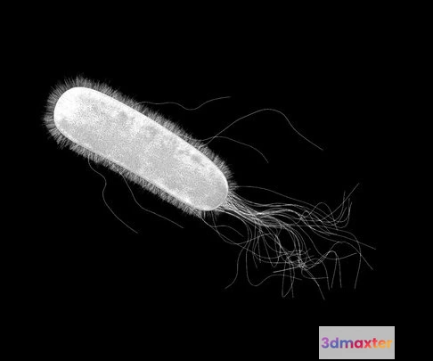 1522900 - PBR Game 3D Models - E. Coli (Escherichia Coli) Bacteria 3D Max