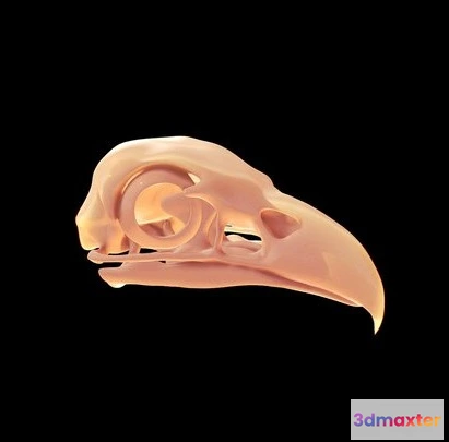 1522902 - PBR Game 3D Models - Eagle Skull 3D Max
