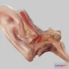1522904 - PBR Game 3D Models - Ear Cross Section 3D Max