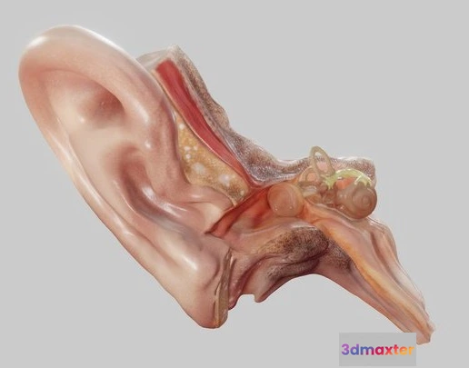 1522904 - PBR Game 3D Models - Ear Cross Section 3D Max