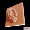 1522906 - PBR Game 3D Models - Ear Reference For Artists 3D Max