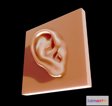 1522906 - PBR Game 3D Models - Ear Reference For Artists 3D Max