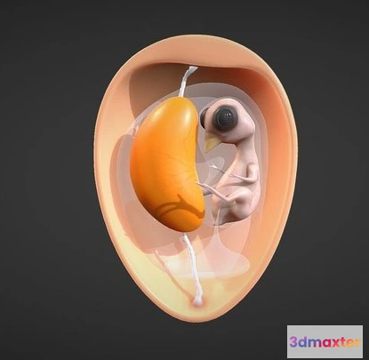 1522918 - PBR Game 3D Models - Egg Cross Section Embryo Anatomy 3D Max