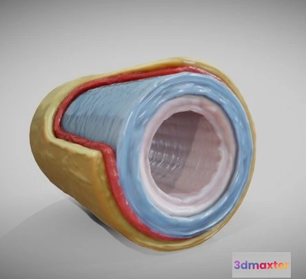 1522920 - PBR Game 3D Models - Elastic Artery 3D Max