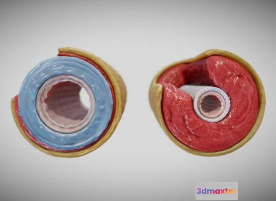 1522922 - PBR Game 3D Models - Elastic Vs Muscular Artery (Animated) 3D Max