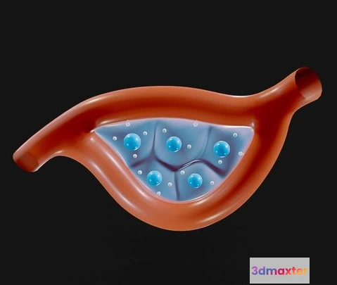 1522930 - PBR Game 3D Models - Endocrine Glands Anatomy 3D Max