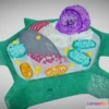 1522932 - PBR Game 3D Models - Eukaryotic Cell  Plant Cell 3D Max