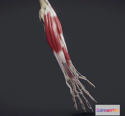 1522936 - PBR Game 3D Models - Extensors Of The Hand 3D Max