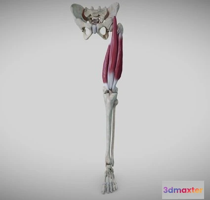 1522938 - PBR Game 3D Models - Extensors Of The Thigh 3D Max
