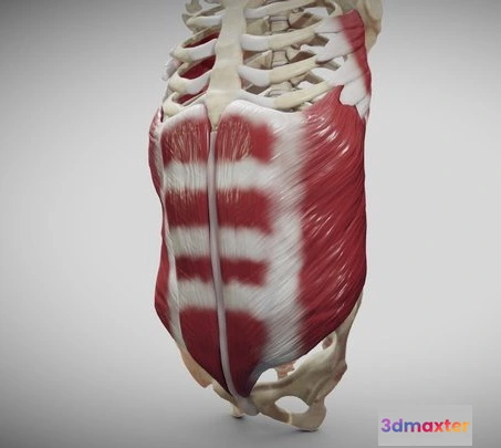 1522940 - PBR Game 3D Models - External Oblique And Linea Alba 3D Max