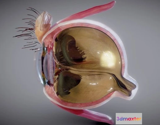 1522942 - PBR Game 3D Models - Eye Cross Section 3D Max