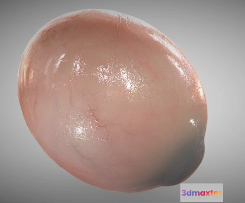 1522946 - PBR Game 3D Models - Eye Full Section Week Sixteen 3D Max