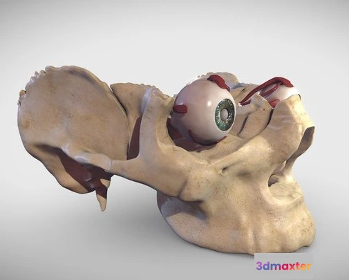 1522948 - PBR Game 3D Models - Eye Muscles (Extraocular Muscles) 3D Max