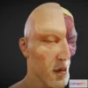 1522950 - PBR Game 3D Models - Facial Anatomy Layers 3D Max