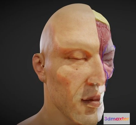 1522950 - PBR Game 3D Models - Facial Anatomy Layers 3D Max